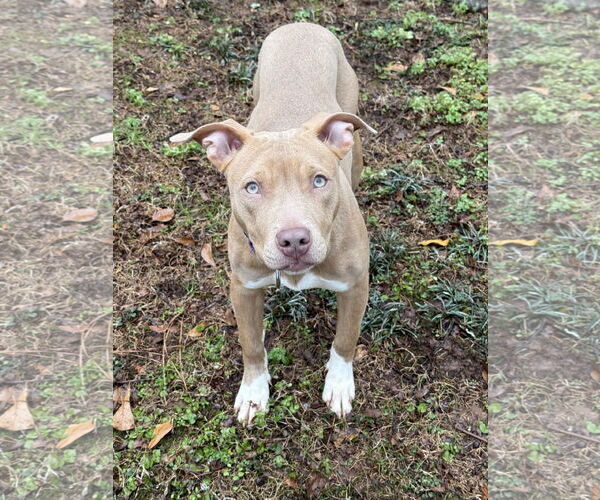 Medium Photo #1 Mutt Puppy For Sale in Decatur, GA, USA