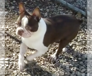 Father of the Boston Terrier puppies born on 06/06/2025