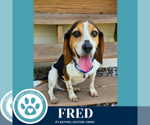 Beagle Dogs for adoption in Kimberton, PA, USA
