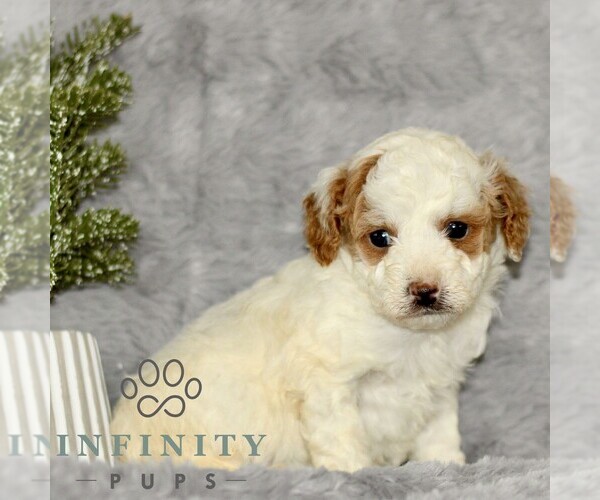 Medium Photo #4 Cavapoo Puppy For Sale in BIRD IN HAND, PA, USA