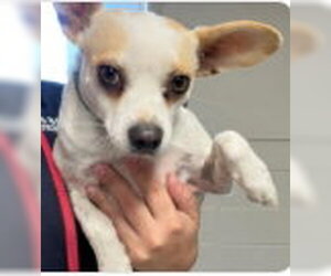 Chihuahua-Unknown Mix Dogs for adoption in San Martin, CA, USA