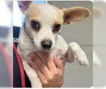 Small Chihuahua Mix
