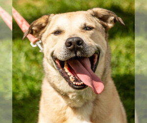 Cash - Male Anatolian Shepherd-Unknown Mix Dog for Adoption - Photo #37