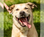 Small #36 Anatolian Shepherd Mix