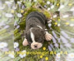 Small #3 Boston Terrier