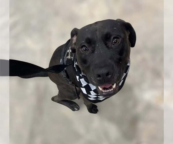 Medium Photo #2 American Pit Bull Terrier-Staffordshire Bull Terrier Mix Puppy For Sale in Oakhurst, NJ, USA