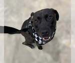 Small #1 American Pit Bull Terrier-Staffordshire Bull Terrier Mix
