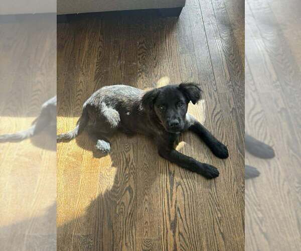 Medium Photo #13 Mutt Puppy For Sale in New York, NY, USA