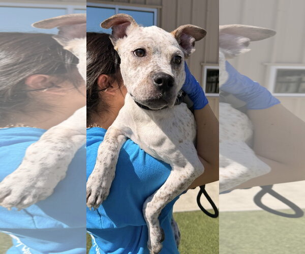 Medium Photo #3 American Pit Bull Terrier Puppy For Sale in Salinas, CA, USA