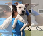 Small #2 American Pit Bull Terrier