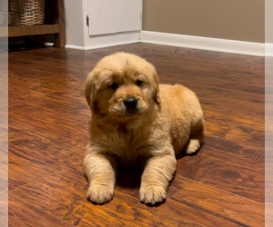 Golden Retriever Puppy for Sale in FREDONIA, Kentucky USA