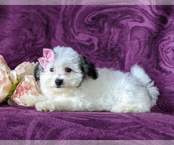 Medium Photo #6 Bichpoo Puppy For Sale in NOTTINGHAM, PA, USA