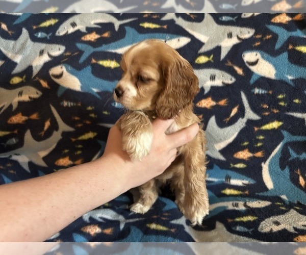Medium Photo #18 Cocker Spaniel Puppy For Sale in COLBERT, GA, USA