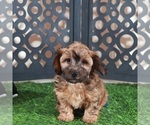Small #1 Yorkiepoo mix (+ Poodle Toy)