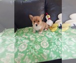 Small #26 Pembroke Welsh Corgi
