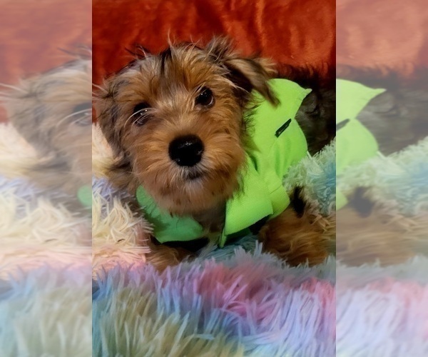 Medium Photo #25 Yorkshire Terrier Puppy For Sale in AKRON, OH, USA