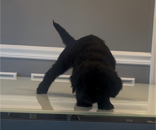 Medium Photo #94 Bernedoodle-Labradoodle Mix Puppy For Sale in MILFORD, NJ, USA