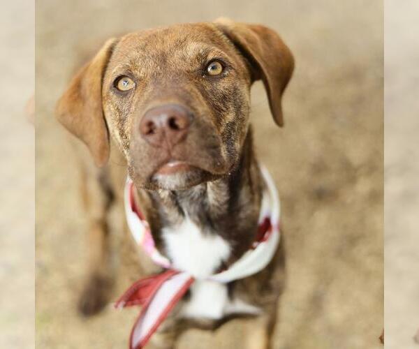 Medium Photo #1 Labrador Retriever-Unknown Mix Puppy For Sale in San Antonio, TX, USA