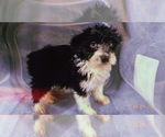 Small Photo #15 Aussiedoodle Miniature  Puppy For Sale in DURHAM, CT, USA