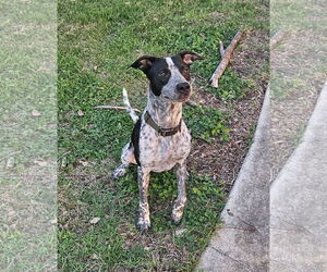 Medium Mutt