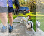 Small #11 Jack Russell Terrier-Whippet Mix