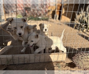 Alaskan Malamute-American Pit Bull Terrier Mix Puppy for sale in PHOENIX, AZ, USA