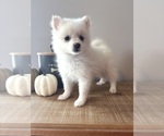 Image preview for Ad Listing. Nickname: Pixie