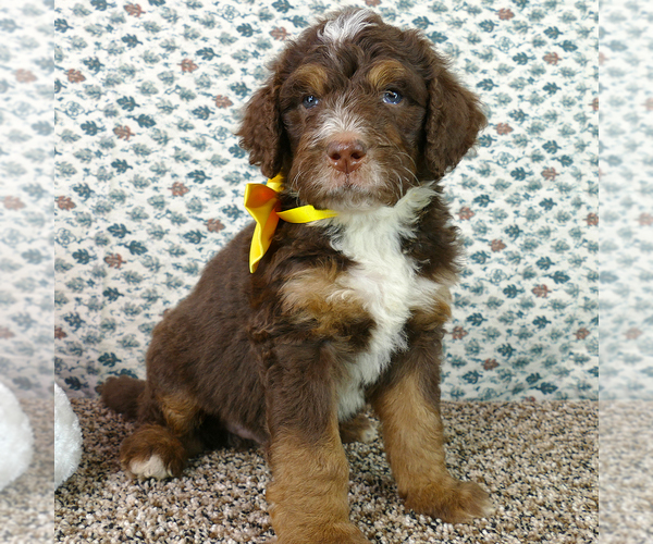 Medium Photo #3 Bernedoodle Puppy For Sale in ROY, UT, USA