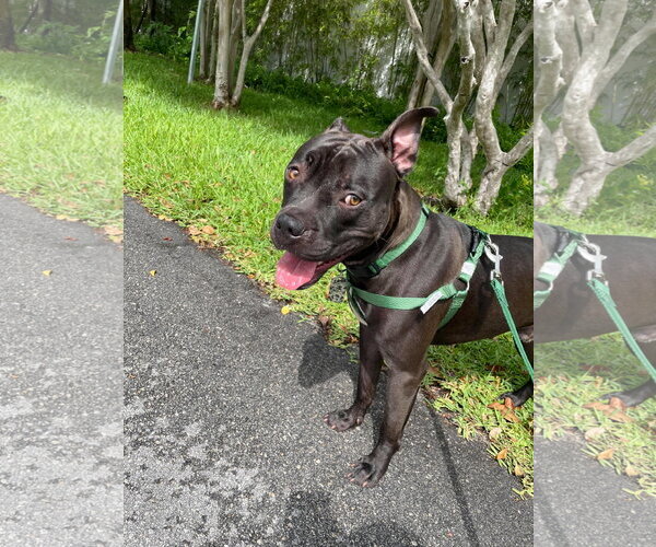 Medium Photo #62 Mutt Puppy For Sale in Pompano Beach , FL, USA