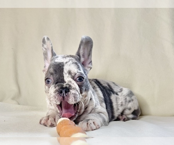 Medium Photo #2 French Bulldog Puppy For Sale in STATEN ISLAND, NY, USA