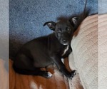 Small Mutt
