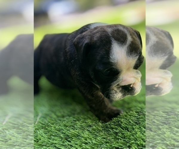 Medium Photo #3 Bulldog Puppy For Sale in STOCKBRIDGE, GA, USA