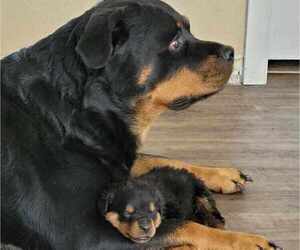 Mother of the Rottweiler puppies born on 01/12/2022