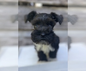 Schnauzer (Miniature) Puppy for Sale in STALEY, North Carolina USA