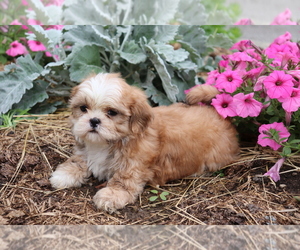 Shih Tzu Puppy for sale in SHILOH, OH, USA