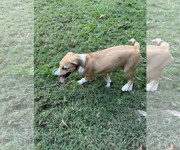 Medium Photo #5 Bluetick Coonhound-Redbone Coonhound Mix Puppy For Sale in Ball Ground, GA, USA