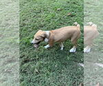Small #4 Bluetick Coonhound-Redbone Coonhound Mix