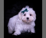 Small Photo #33 Maltese Puppy For Sale in WARSAW, IN, USA
