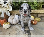 Small Photo #10 Goldendoodle Puppy For Sale in CUMMING, GA, USA