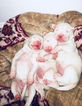 Small Photo #3 Dogo Argentino Puppy For Sale in LUTZ, FL, USA