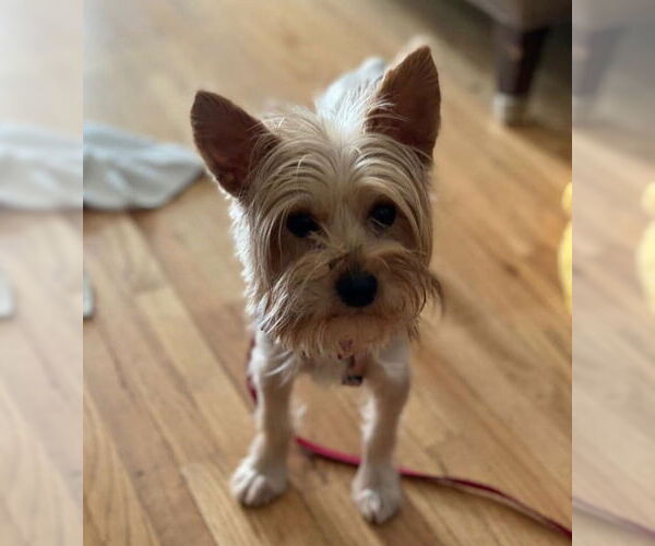 Medium Photo #3 Mutt Puppy For Sale in St. Louis Park, MN, USA