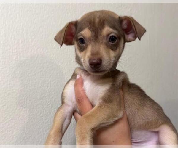 Medium Photo #1 Mutt Puppy For Sale in Martinez, CA, USA