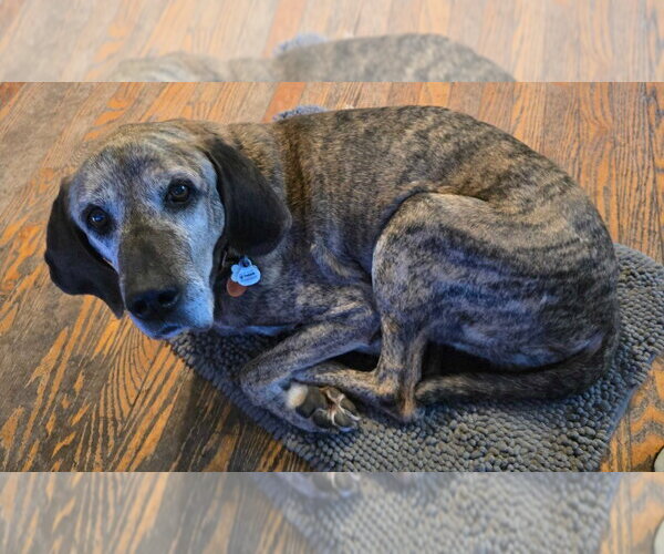 Medium Photo #3 Mutt Puppy For Sale in Salt Lake City, UT, USA