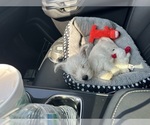Small #2 West Highland White Terrier