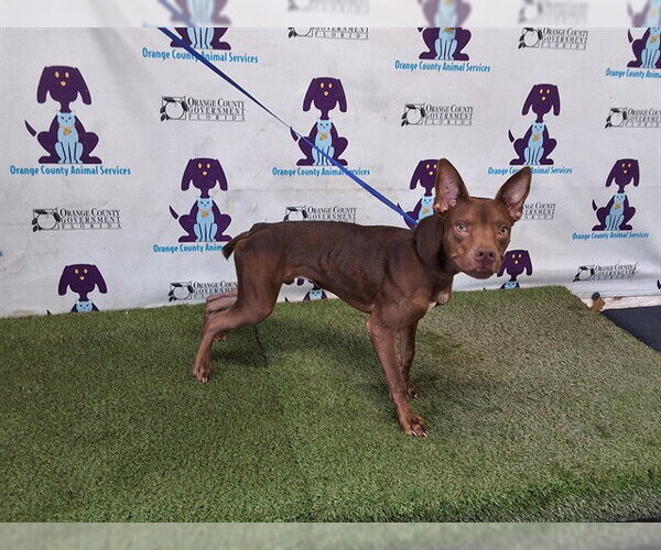 Medium Photo #1 Doberman Pinscher-Unknown Mix Puppy For Sale in Orlando, FL, USA