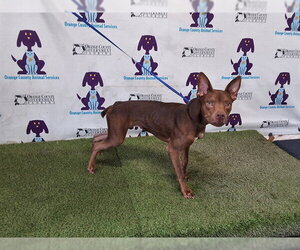 Doberman Pinscher-Unknown Mix Dogs for adoption in Orlando, FL, USA