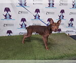 Small Doberman Pinscher Mix