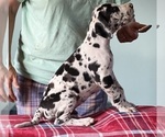 Small Photo #2 Great Dane Puppy For Sale in TUSCUMBIA, AL, USA