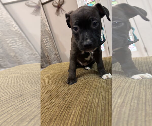 Medium Photo #12 Staffordshire Bull Terrier-Unknown Mix Puppy For Sale in Holly Springs, NC, USA