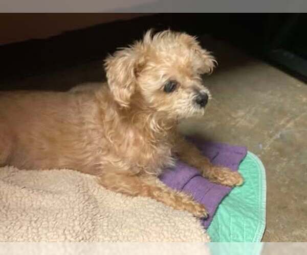 Medium Photo #3 Shih Tzu-Unknown Mix Puppy For Sale in Lewistown, PA, USA